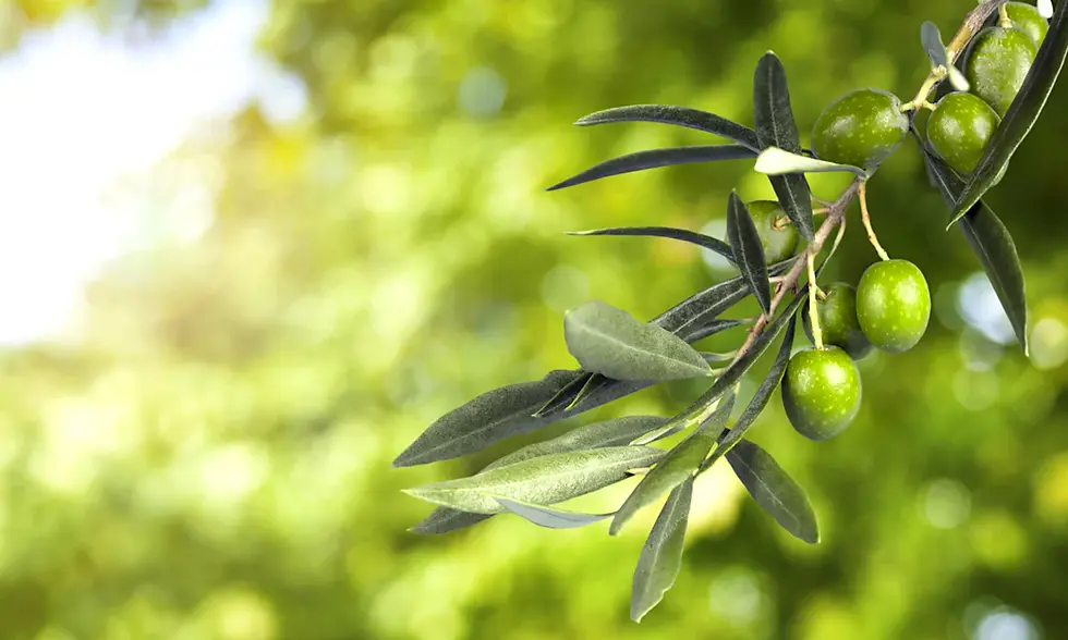 Squalene & Squalane: The Skin-Saving Oils You Need to Know About