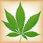 cannabis leaf.jpg