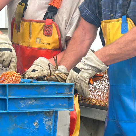 Trap to Table: Generations of Tradition in Maine Lobstering