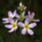 Water Violet (Violeta de Agua)