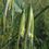 Miniatura: Adya Floral  - Wild Oat (Avena Silvestre)