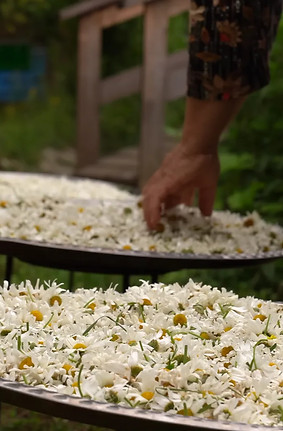 Kalp Sattva Chamomile Drying