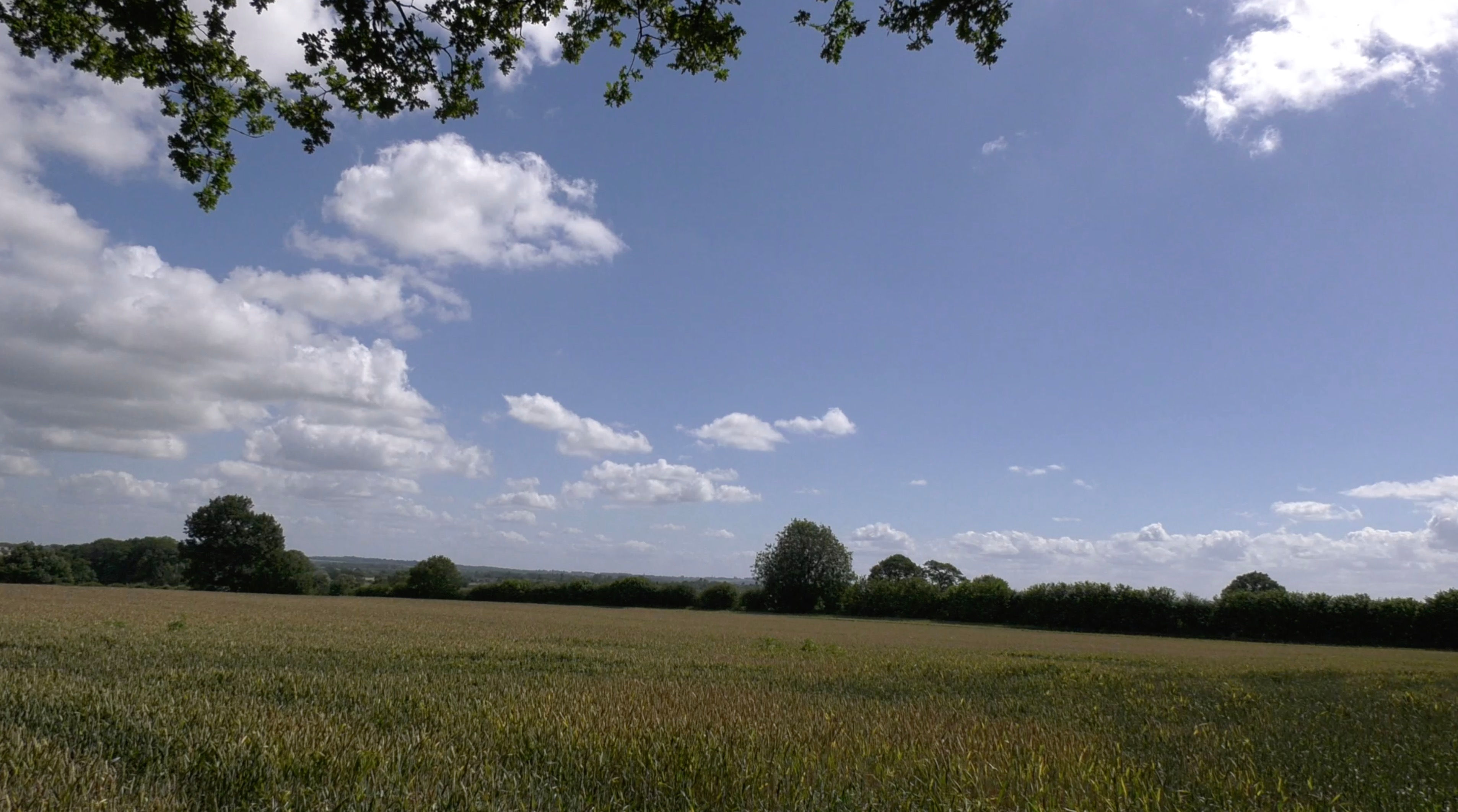 Unripened Summer Wheat Field 2