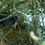 Thumbnail: Coot on Nest Feeding Chicks with Grubs 08