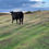 Thumbnail: Agriculture - InCalf Cow - Wilderness - Clour Skies