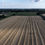 Thumbnail: Agriculture - Cut Wheat Straw - Late Evening