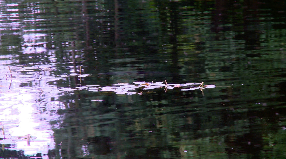 Thumbnail: Carp on Water Surface with Midges