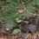 Thumbnail: Squirrel Foraging in Fallen Leaves 013