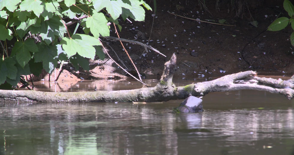 Thumbnail: Damselflies Dance across River
