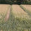 Thumbnail: Unripened Wheat in Field with Tractor Tracks