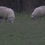 Thumbnail: Sheep Grazing in Field 4