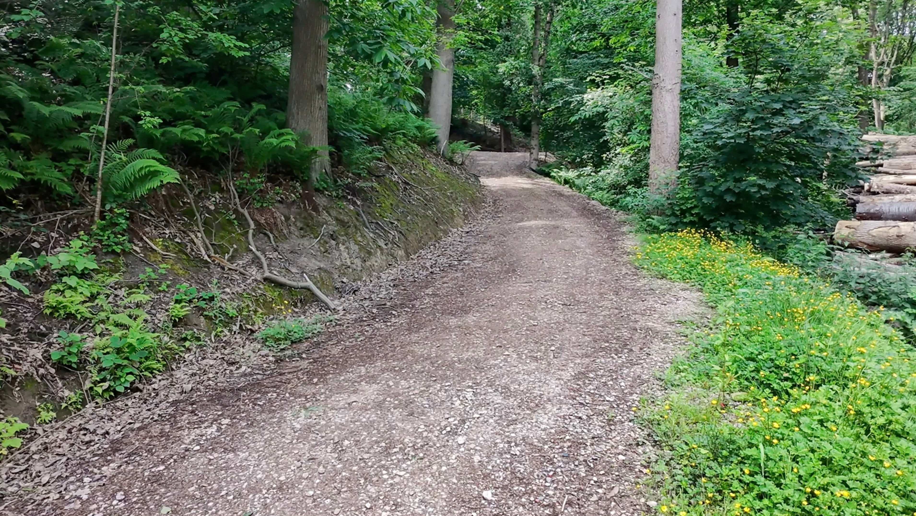 Aerial - Drone -  Wooded Area - Trees - Gravel Track
