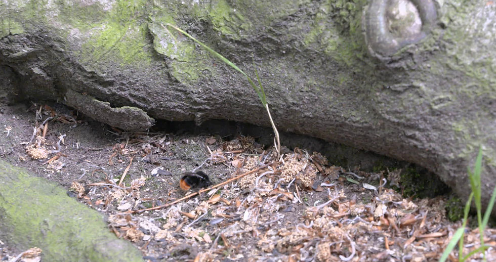 Thumbnail: Bumble Bee on Ground
