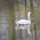 Thumbnail: Single Swan on Lake