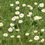 Thumbnail: Clump of Daisys in a Field