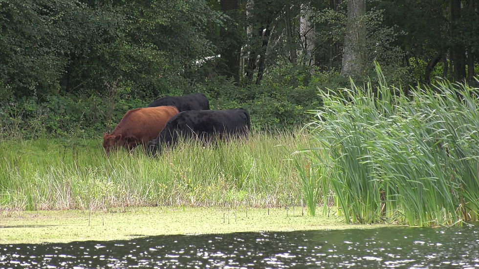 Thumbnail: Cattle Grazing on Pond Bank