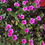 Thumbnail: Colourful Flower Border