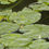 Thumbnail: Lilly Pads - Canal 009