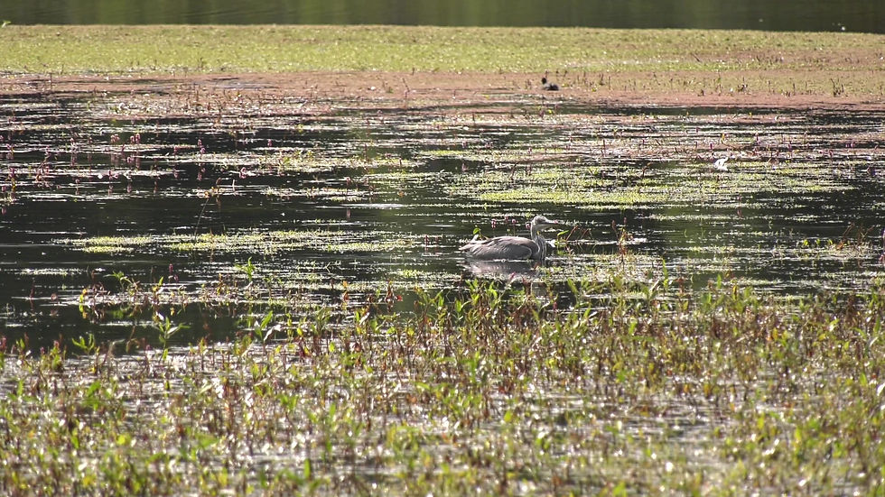 Thumbnail: Heron Stalking  -  Low in Water  2
