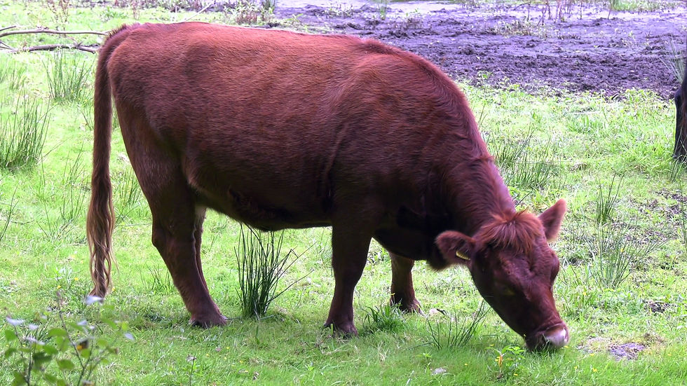 Thumbnail: Dexter Bullock Grazing 2