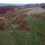 Thumbnail: Drone over Grassland & Bracken 1