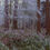 Thumbnail: Winter - Hard Frost on Trees in Woods 9