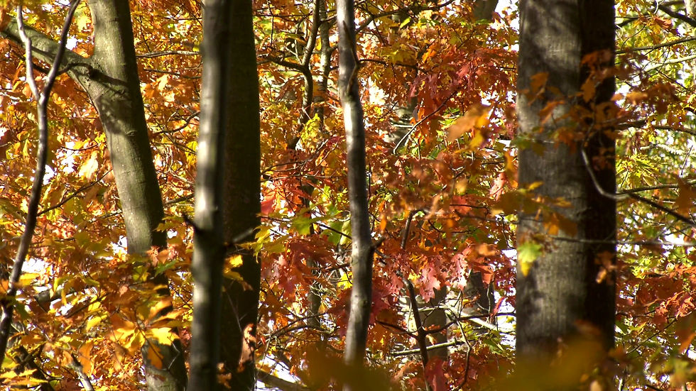 Thumbnail: Autumn Leaves 3