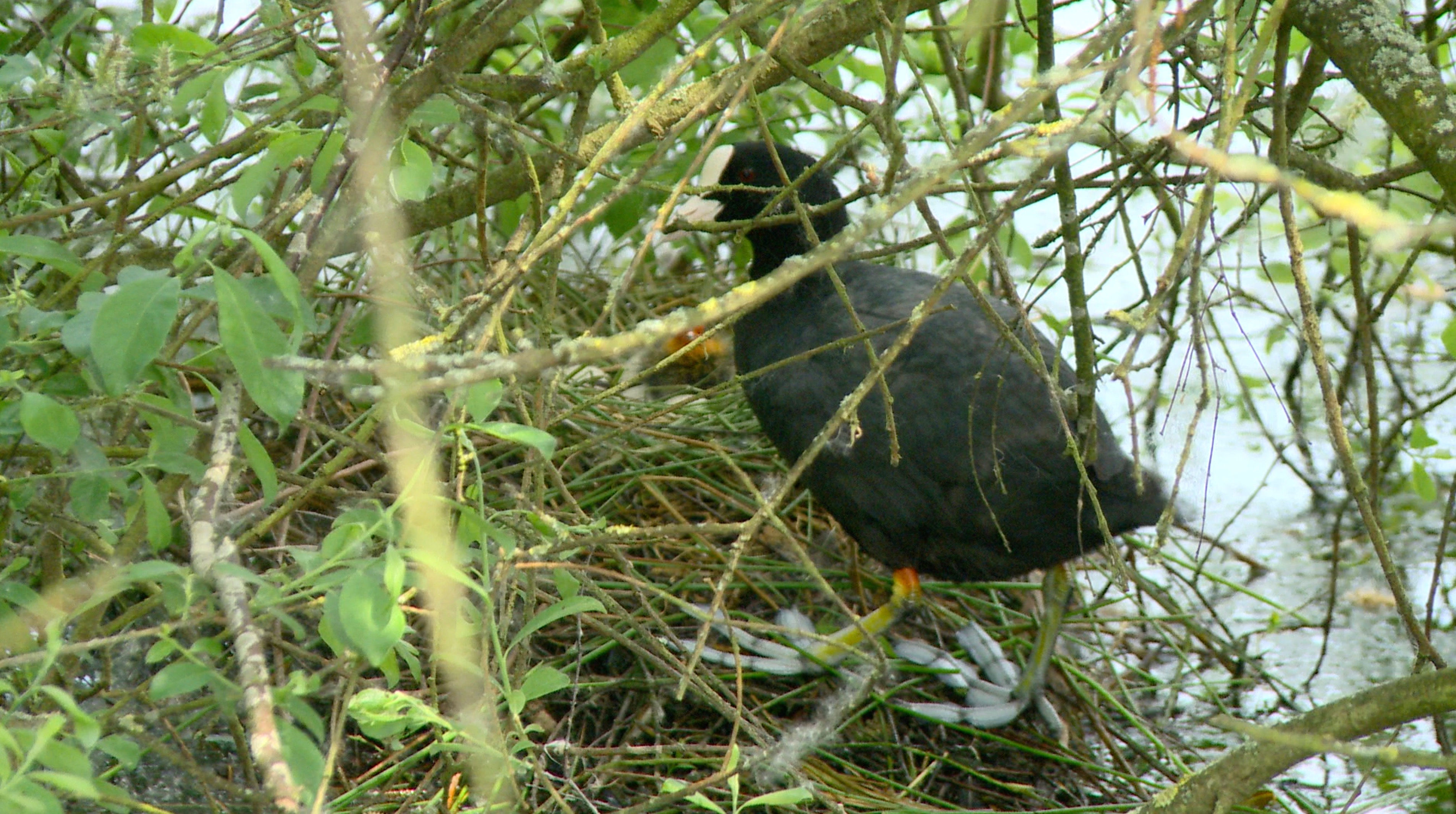 Coot Preening by nest with Chick 2  13