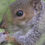 Thumbnail: Squirrel in Undergrowth  113