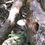 Thumbnail: Fungi 26