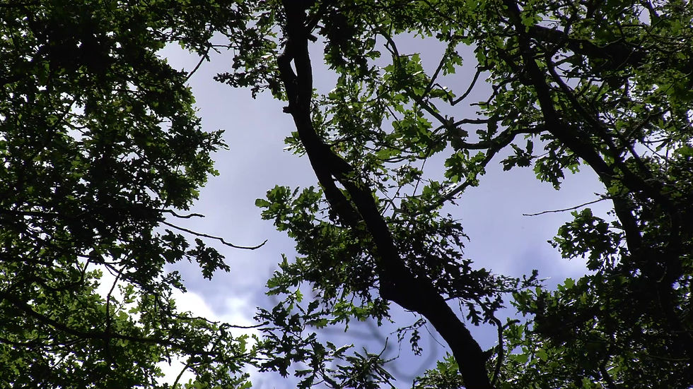 Thumbnail: Blue Sky through Tree Branches