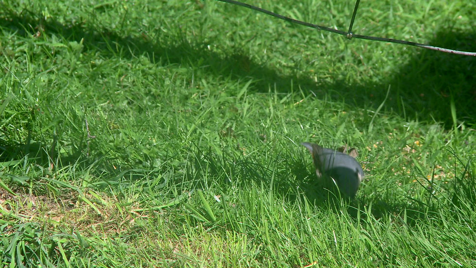 Thumbnail: Wild Bird on Grass 13