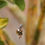 Thumbnail: Wasp attempting to Eat Spiders Prey Clip 3