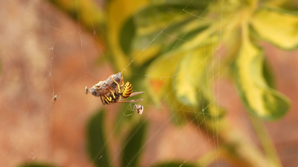 Thumbnail: Wasp stuck in Spiders Web Clip 1