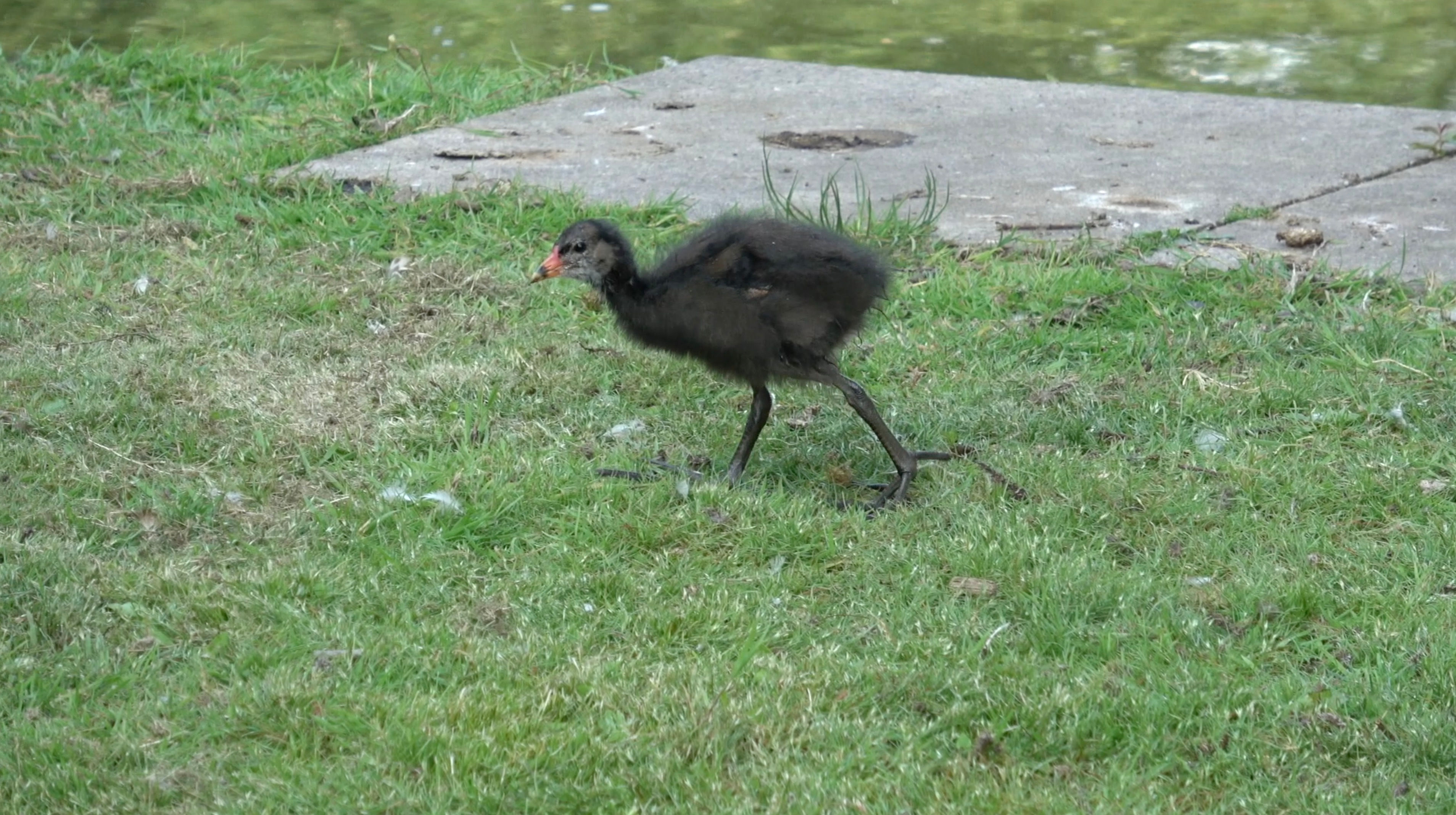 Nature -  Moorhen Chick Looking for Grubs on Pool Side
