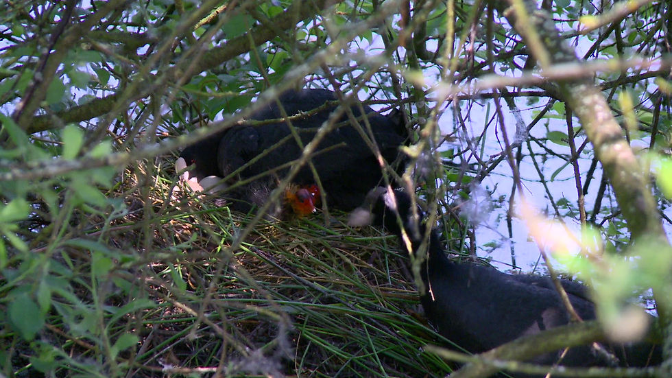 Thumbnail: Female Coot Eating Shell - Sitting on Nest - Male Feeding Chick