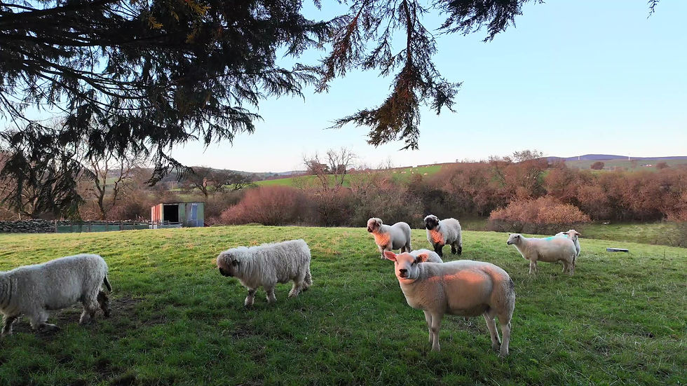 Thumbnail: Various Sheep in Field 1