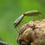 Thumbnail: Nature - Common Green Shieldbugs Breeding 3