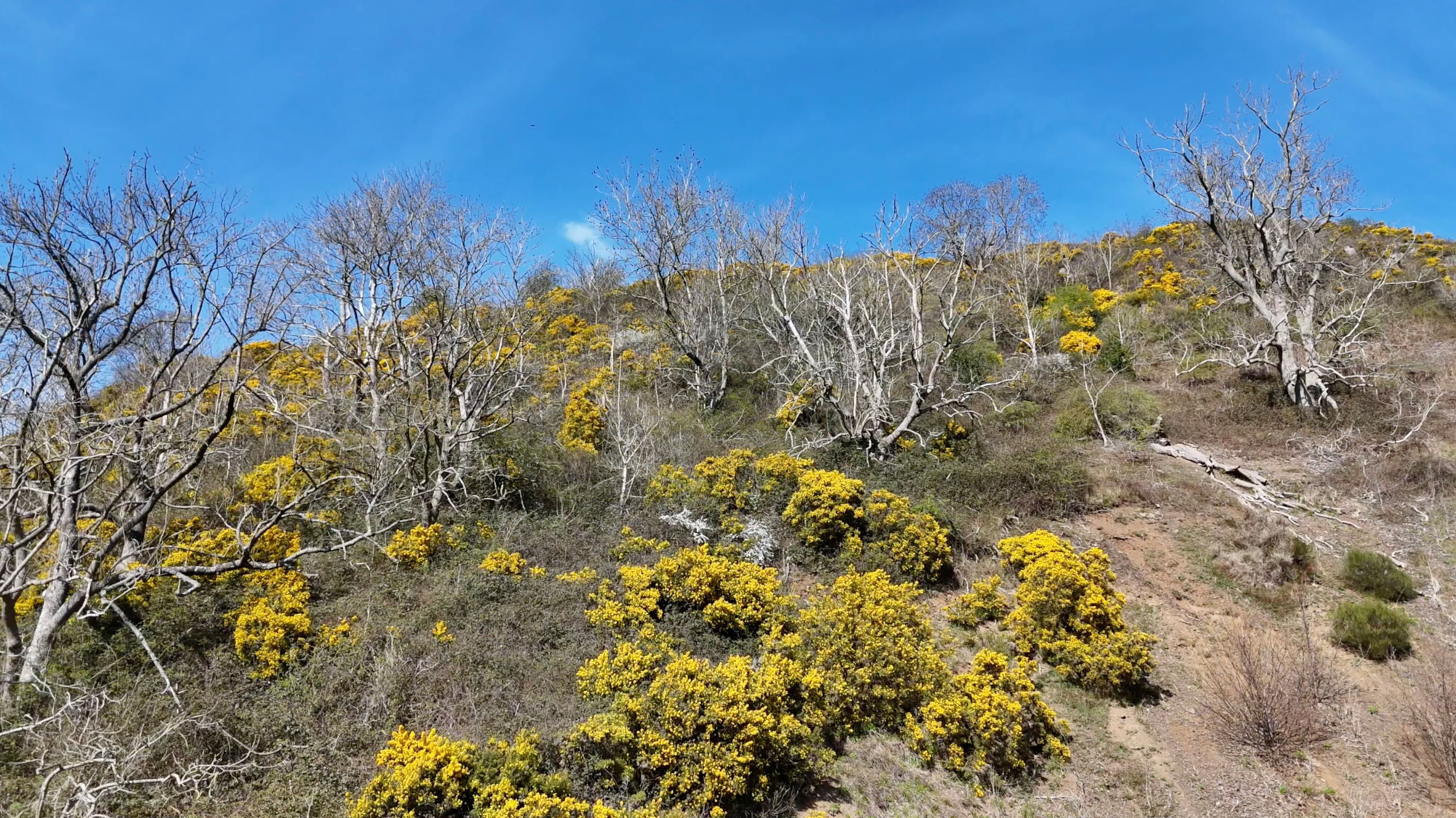 Aerial - Drone Hillside Bracken & Trees
