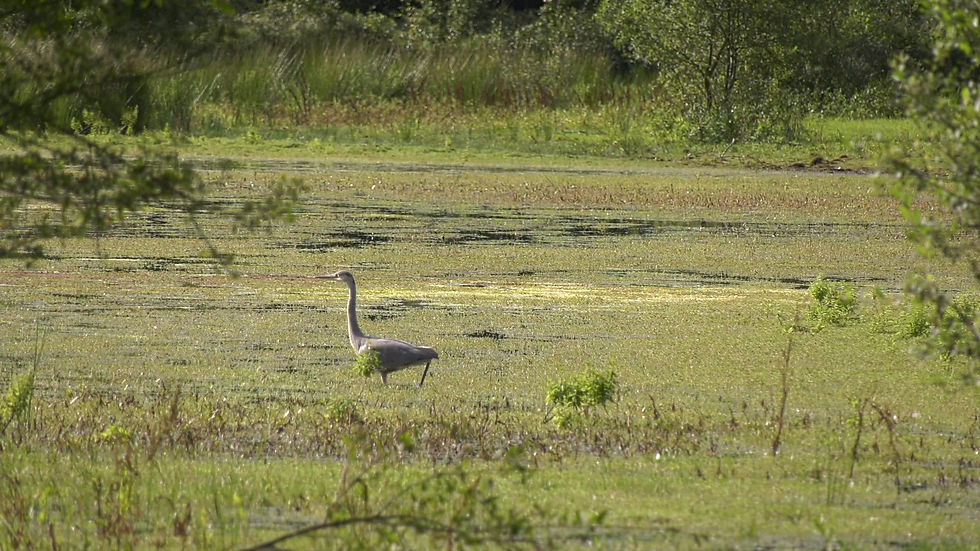 Thumbnail: Heron Stalking 6