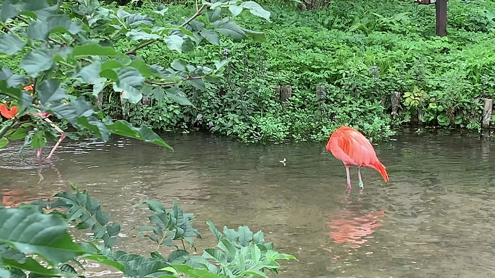 Thumbnail: Flamingos 2