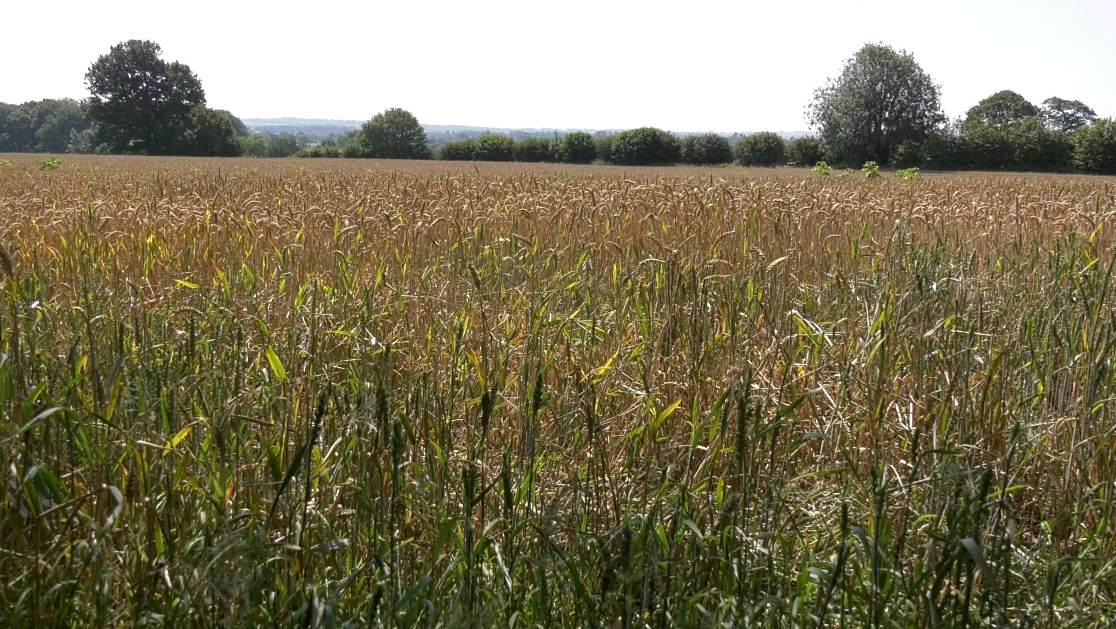 Lo Shot Wheat Field