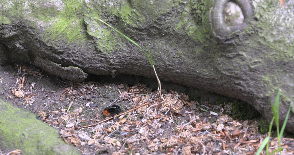 Thumbnail: Bumble Bee on Ground
