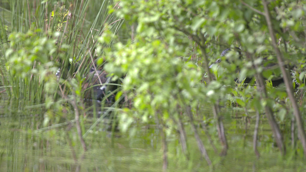 Thumbnail: Ducks on Lake Banking