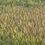 Thumbnail: Wheat in Field