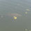 Thumbnail: Fishing - Carp Swimming 1