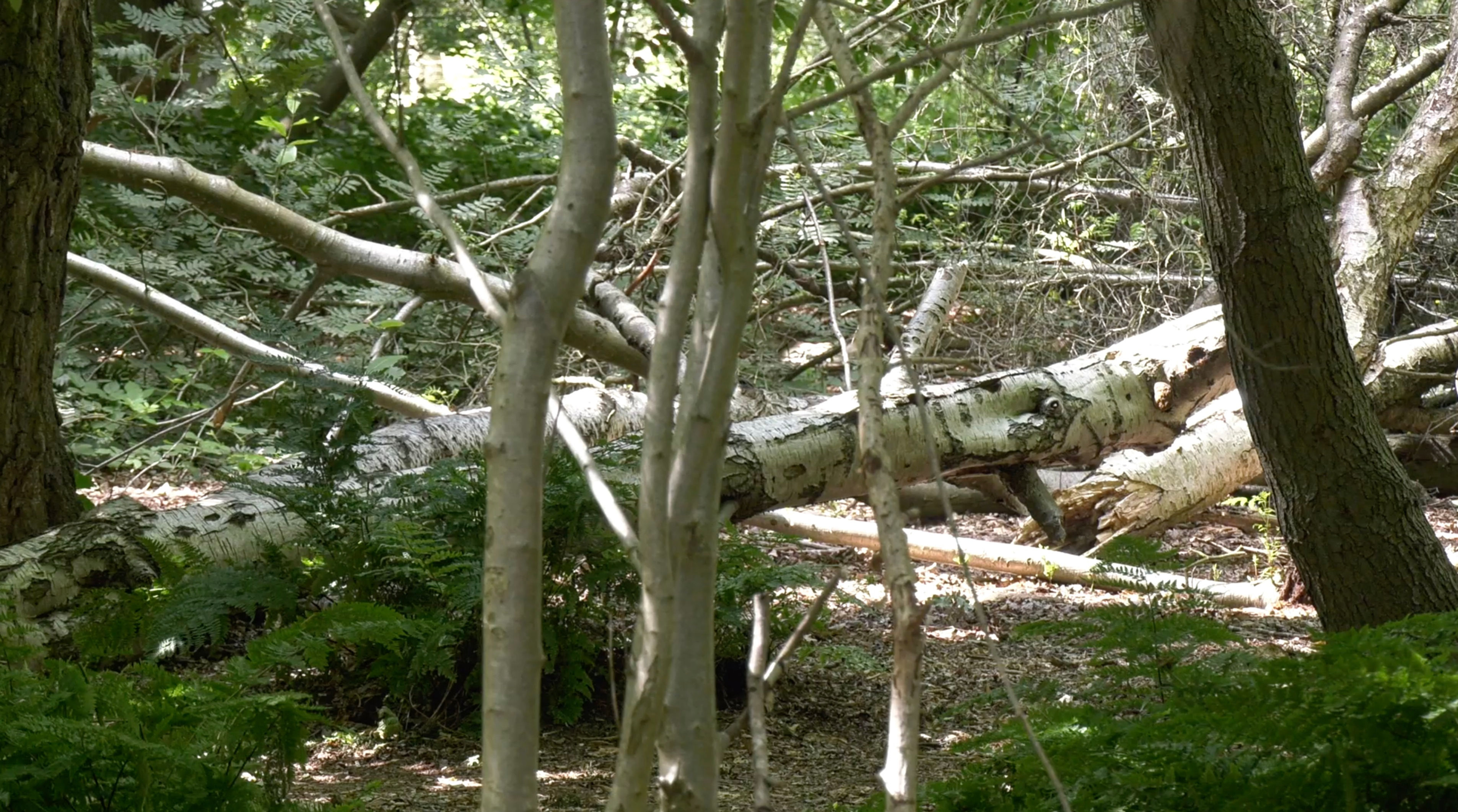 Wind Damage Trees