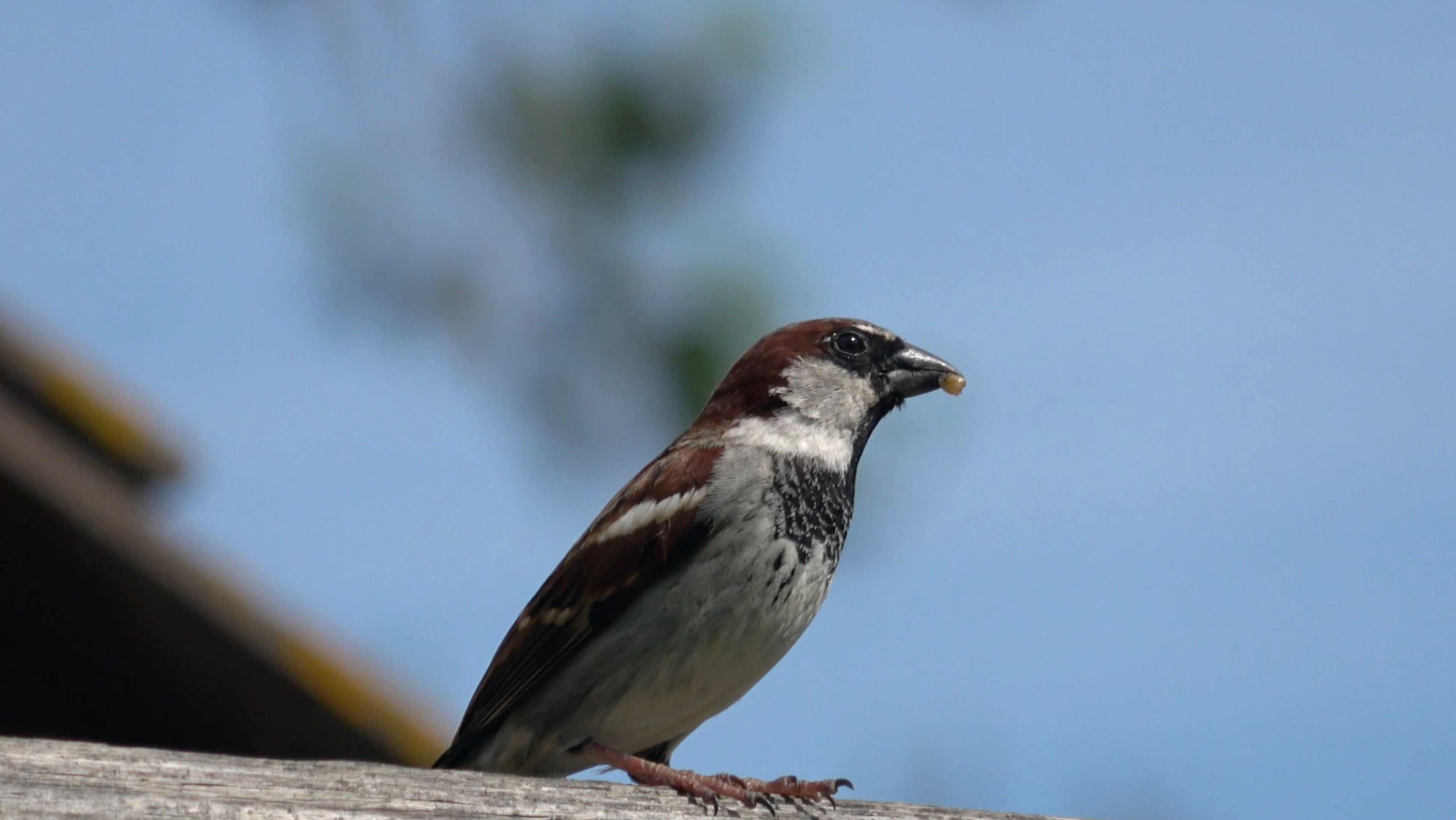 Sparrow with Grub wb10