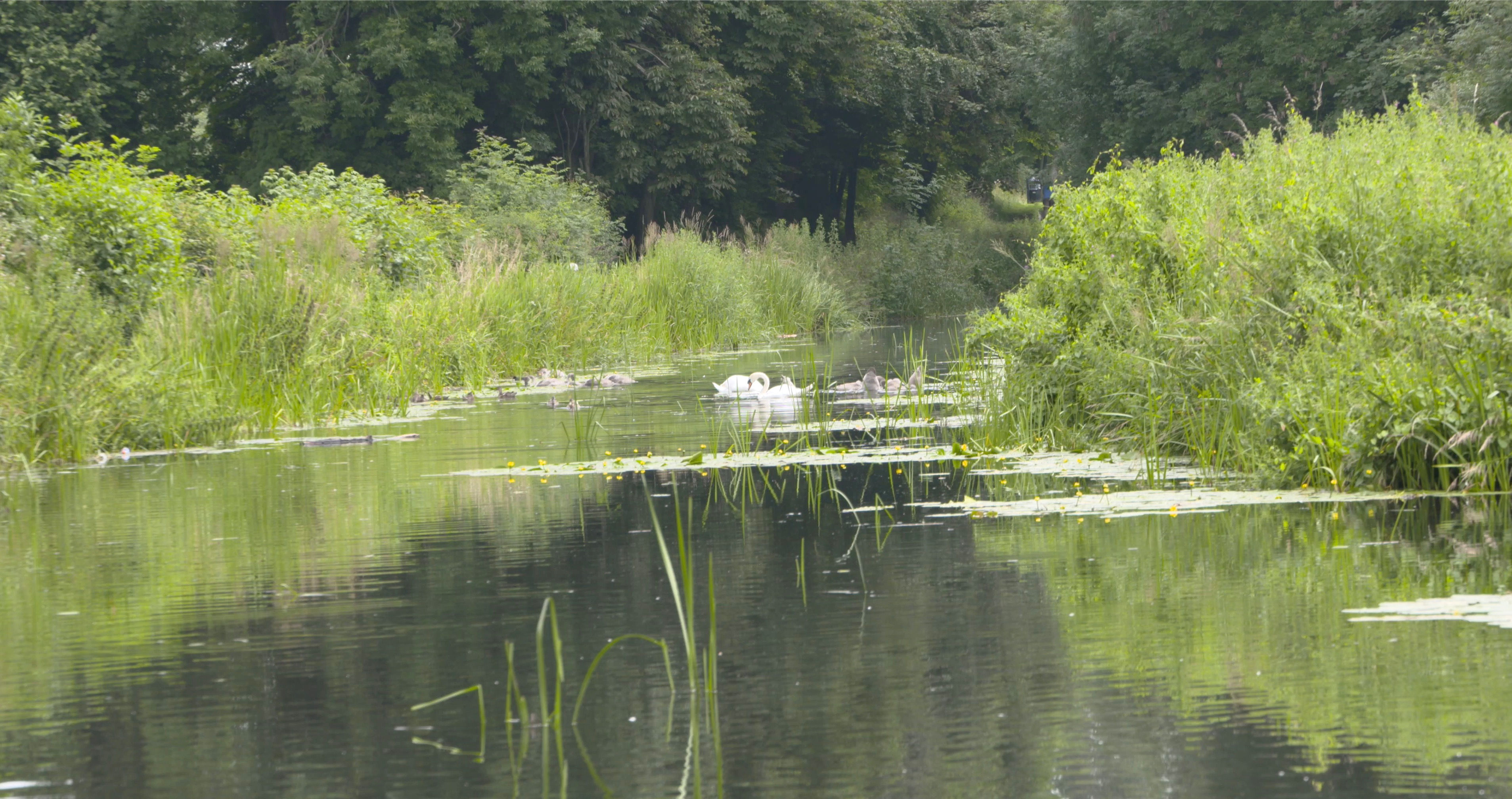 Swans on Canal 006