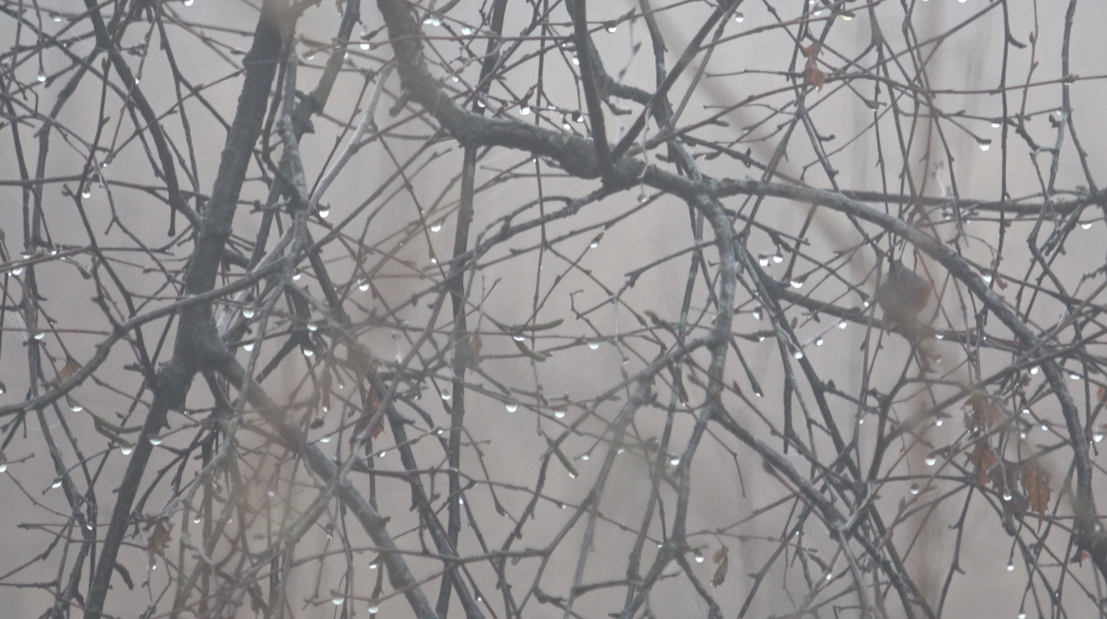 Foggy Winter Wooded area Water Drops on Branches